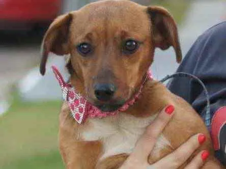 Cachorro ra a  idade 7 a 11 meses nome Não sei 