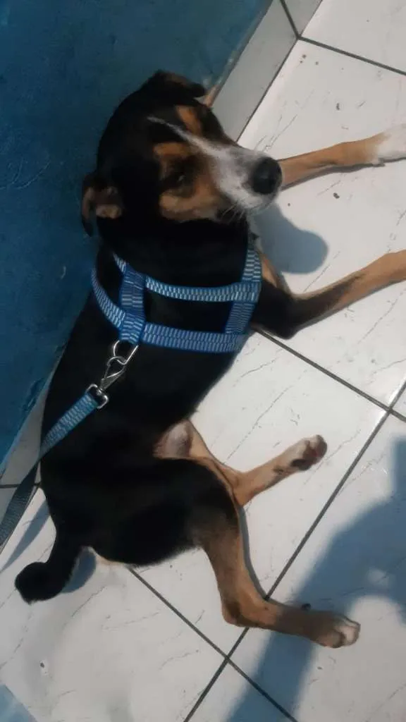 Cachorro ra a SRD idade 2 anos nome Betoven