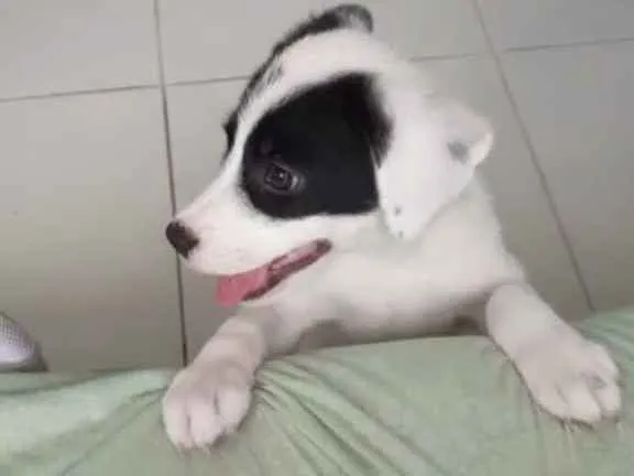Cachorro ra a  idade 2 a 6 meses nome Não sei 