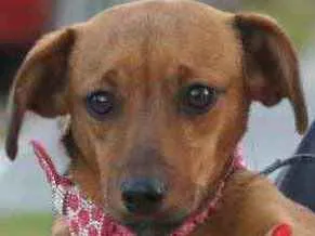 Cachorro raça  idade 7 a 11 meses nome Não sei 