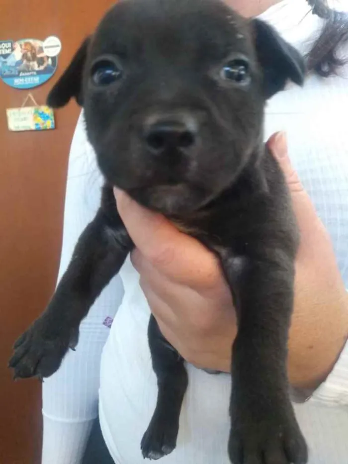 Cachorro ra a  idade 2 a 6 meses nome Não sei 