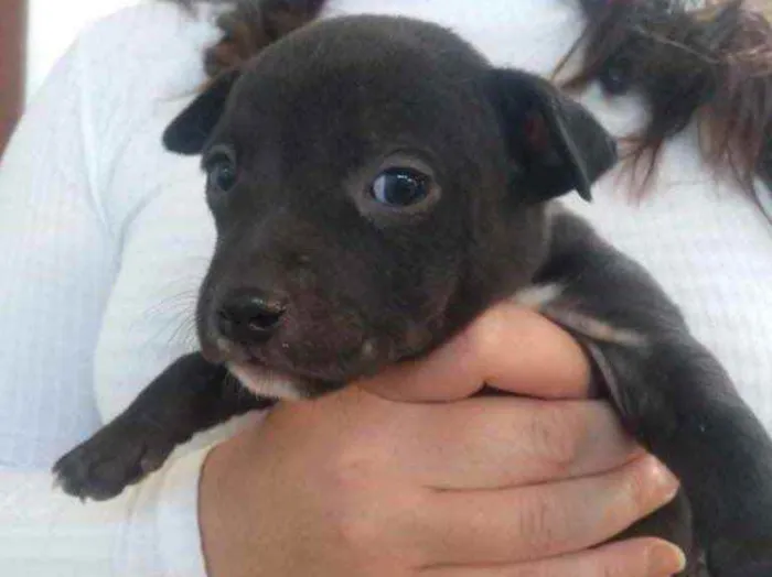 Cachorro ra a  idade 2 a 6 meses nome Não sei 