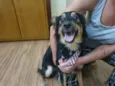 Belinha