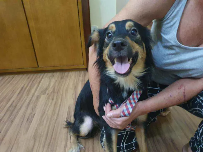 Cachorro ra a SRD idade 2 anos nome Belinha