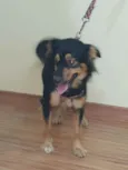 Belinha
