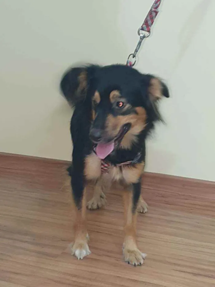 Cachorro ra a SRD idade 2 anos nome Belinha
