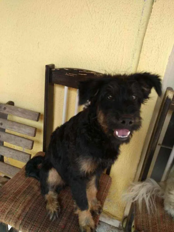 Gato ra a Srd idade 2 a 6 meses nome Amora e Chewbacca