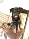 Amora e Chewbacca