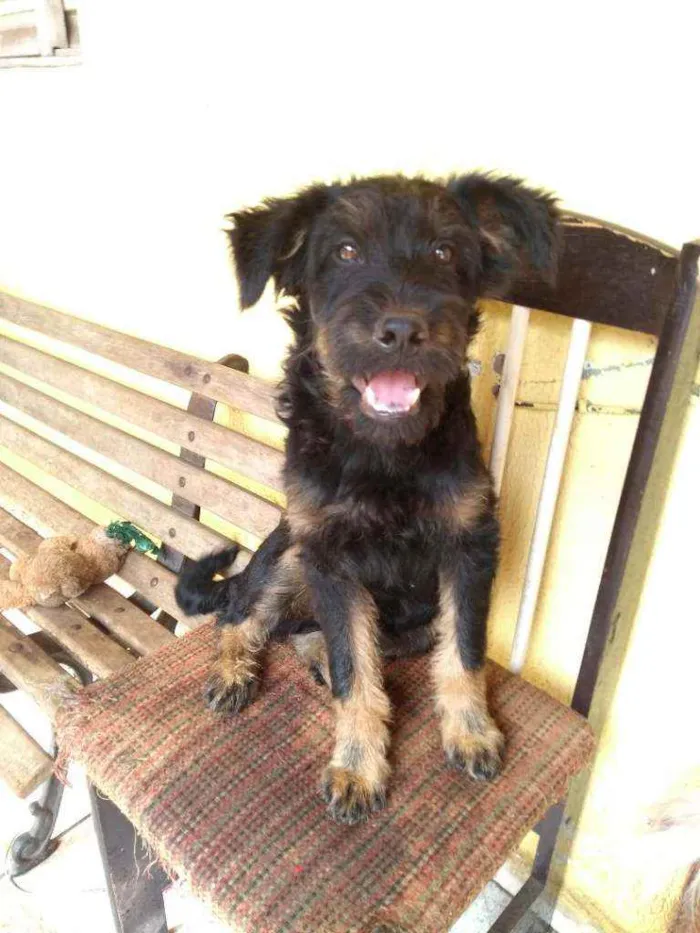 Gato ra a Srd idade 2 a 6 meses nome Amora e Chewbacca
