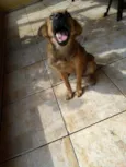 Amora e Chewbacca