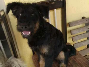 Gato raça Srd idade 2 a 6 meses nome Amora e Chewbacca