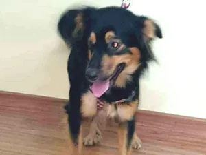 Cachorro raça SRD idade 2 anos nome Belinha