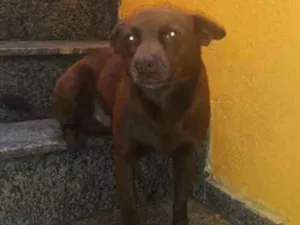 Cachorro raça Indefinida idade 4 anos nome Scott