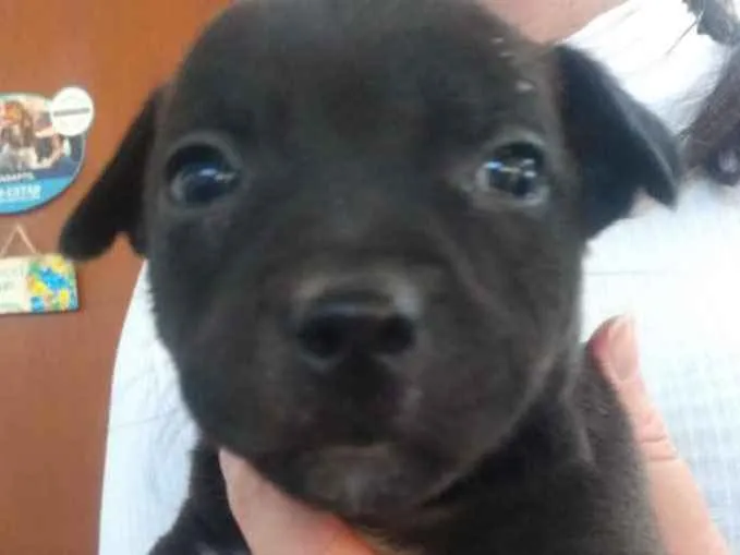 Cachorro ra a  idade 2 a 6 meses nome Não sei 