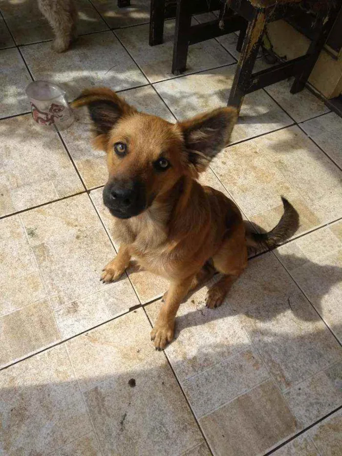 Cachorro ra a Srd idade 2 a 6 meses nome Chewbacca