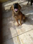 Chewbacca