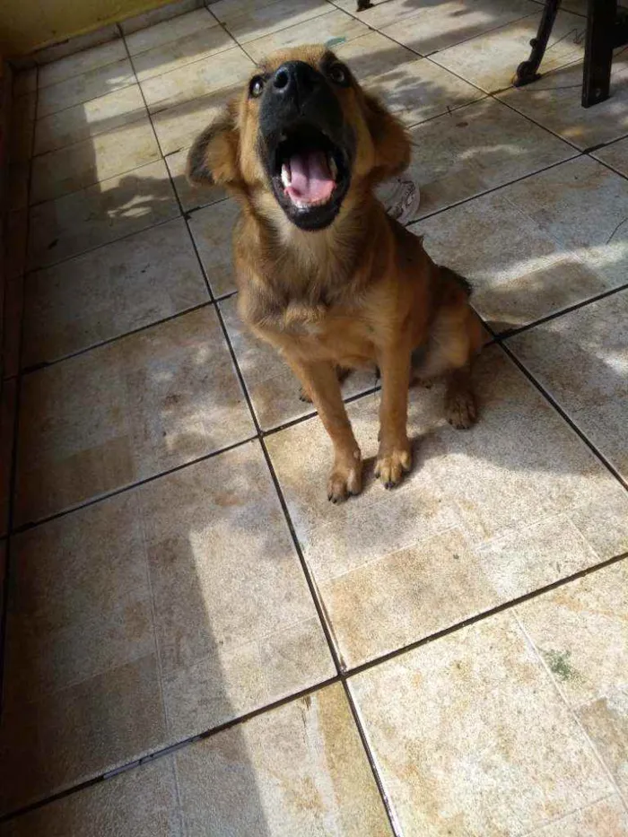 Cachorro ra a Srd idade 2 a 6 meses nome Chewbacca