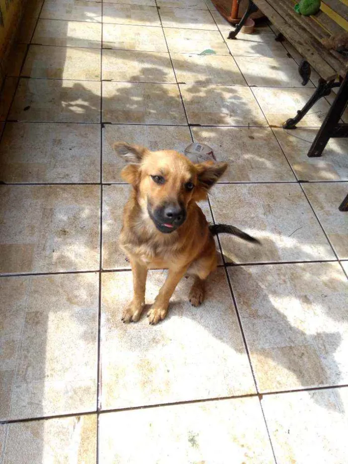 Cachorro ra a Srd idade 2 a 6 meses nome Chewbacca