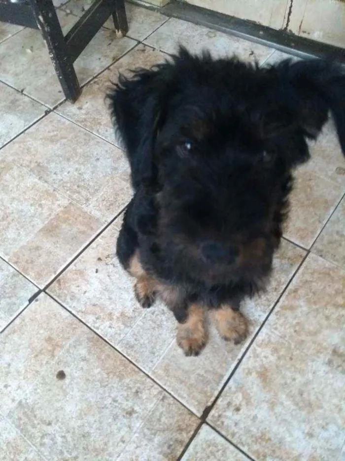 Cachorro ra a Srd idade 2 a 6 meses nome Amora