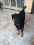Amora