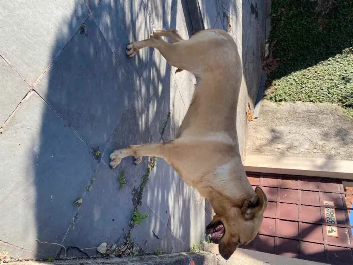 Cachorro ra a Lindaaaa idade 1 ano nome Não sei 