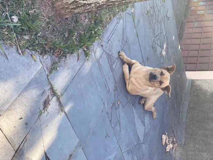 Cachorro ra a Lindaaaa idade 1 ano nome Não sei 