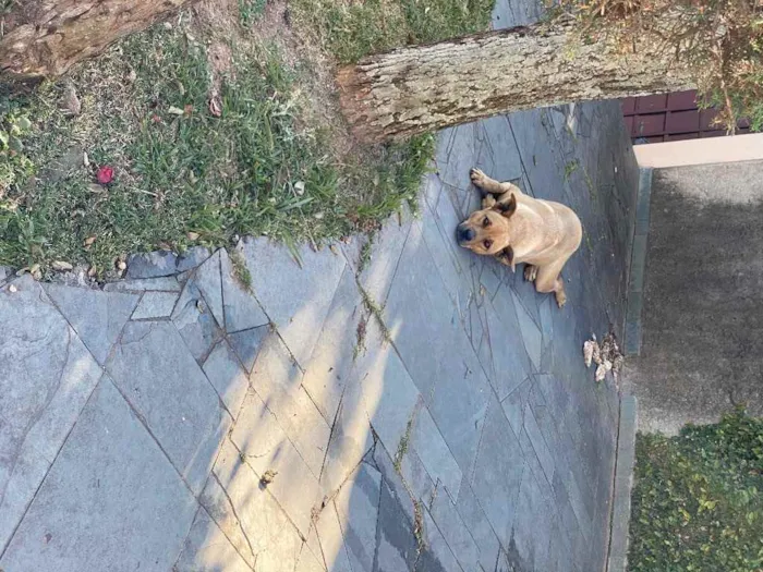 Cachorro ra a Lindaaaa idade 1 ano nome Não sei 
