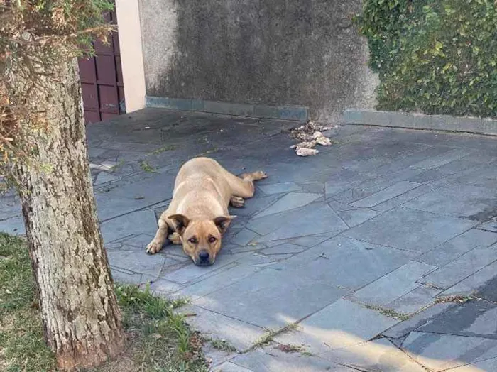 Cachorro ra a Lindaaaa idade 1 ano nome Não sei 