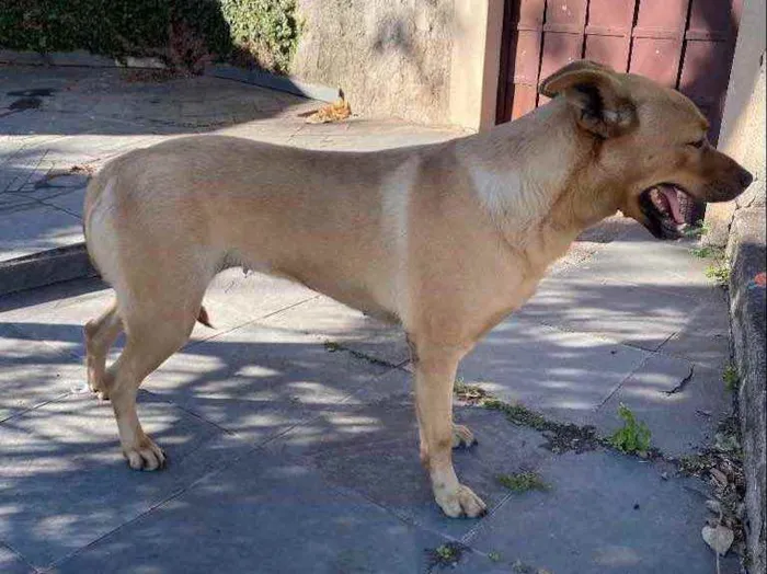 Cachorro ra a Lindaaaa idade 1 ano nome Não sei 