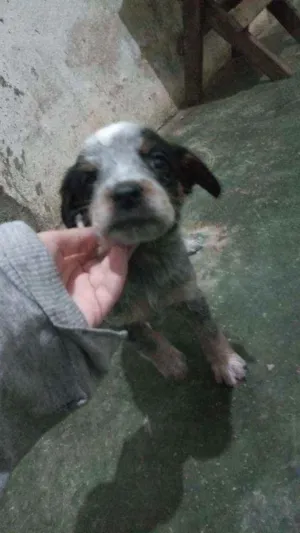 Cachorro raça BLUE heller idade Abaixo de 2 meses nome Sem nome 