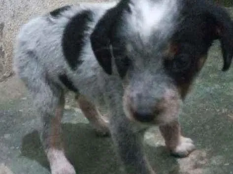 Cachorro raça BLUE heller idade Abaixo de 2 meses nome Sem nome 