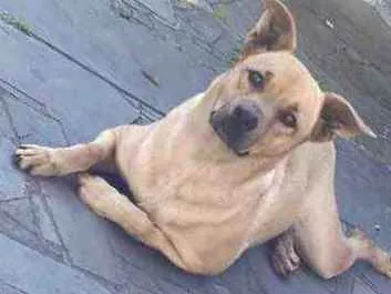 Cachorro ra a Lindaaaa idade 1 ano nome Não sei 