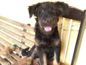 Cachorro raça Srd idade 2 a 6 meses nome Amora