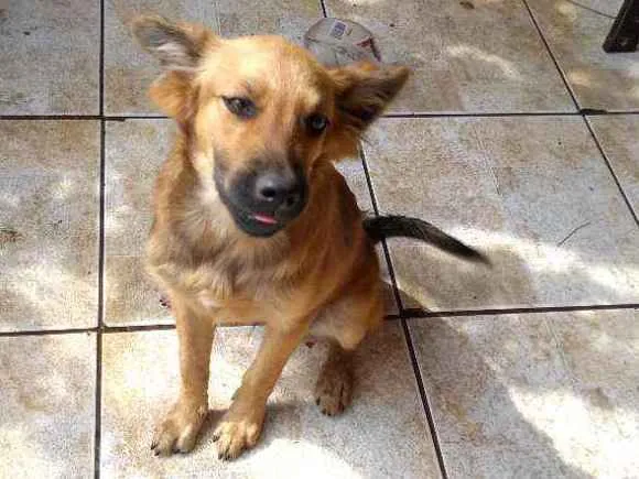 Cachorro ra a Srd idade 2 a 6 meses nome Chewbacca