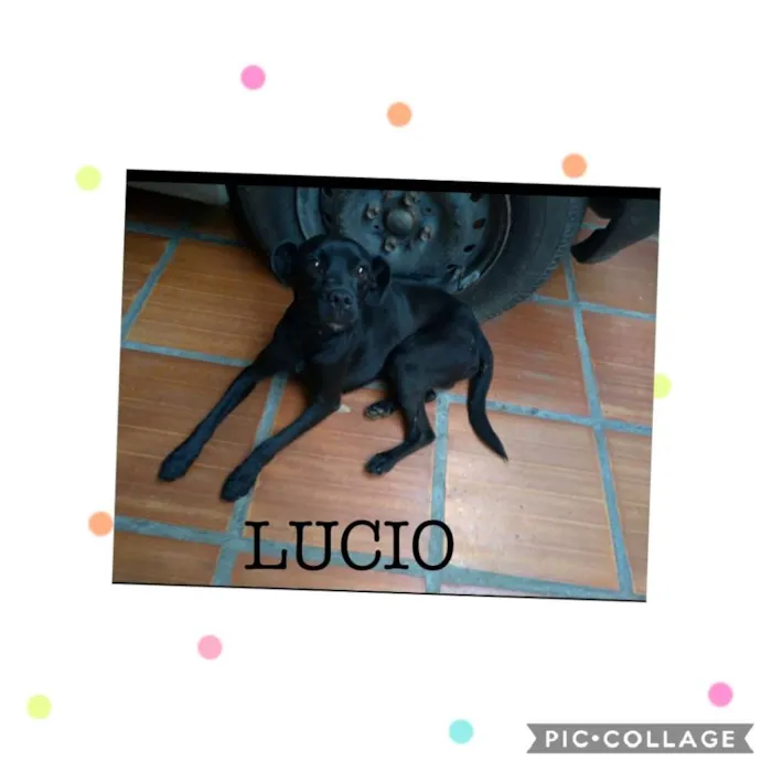 Cachorro ra a srd idade 1 ano nome Lúcio