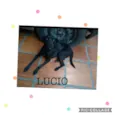 Lúcio