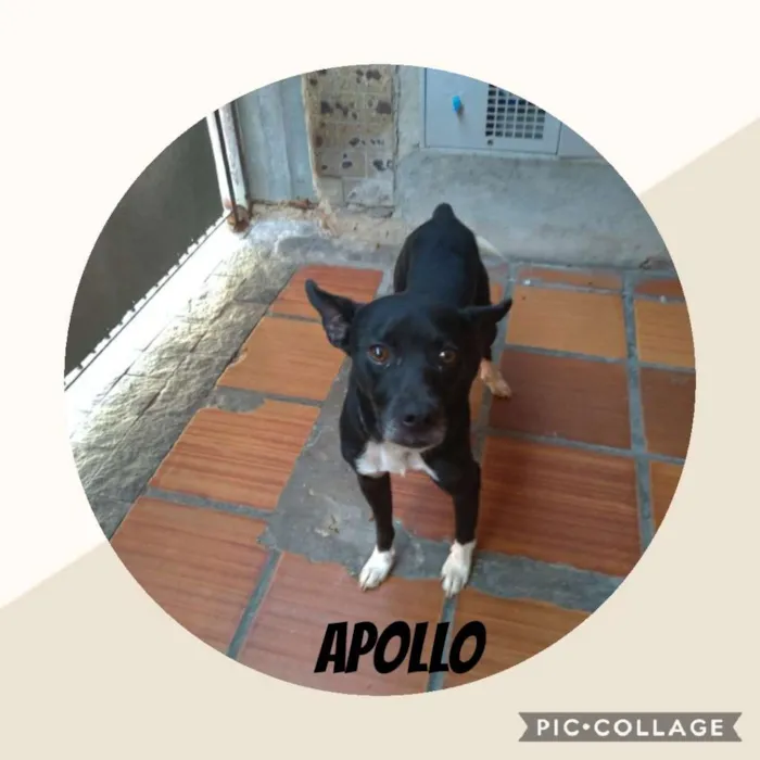 Cachorro ra a srd idade 2 anos nome Apollo