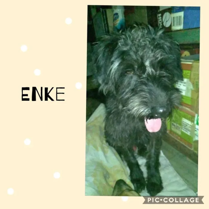 Cachorro ra a srd idade 2 anos nome Enke
