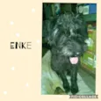 Enke