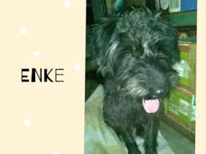 Cachorro raça srd idade 2 anos nome Enke