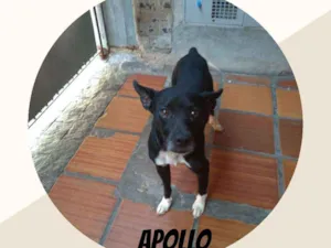 Cachorro raça srd idade 2 anos nome Apollo