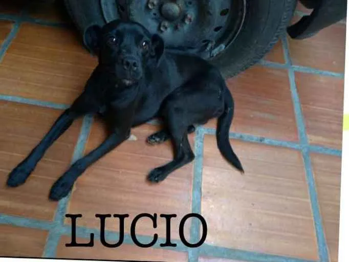 Cachorro ra a srd idade 1 ano nome Lúcio