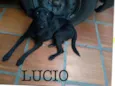 Lúcio