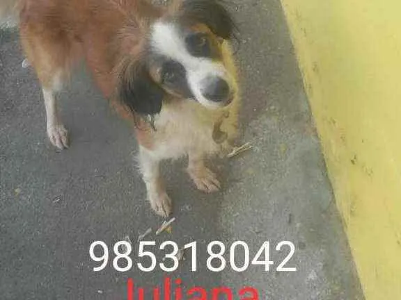 Cachorro ra a Srd idade 7 a 11 meses nome Quelii