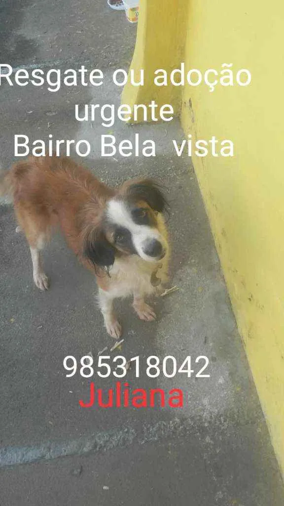 Cachorro ra a Srd idade 7 a 11 meses nome Kelly