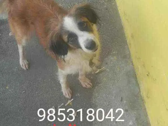 Cachorro ra a Srd idade 7 a 11 meses nome Kelly