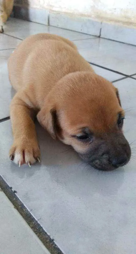 Cachorro raça Vira-lata idade Abaixo de 2 meses nome Não tem nome