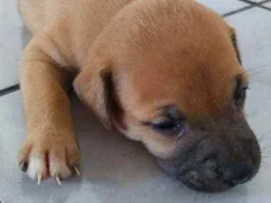 Cachorro raça Vira-lata idade Abaixo de 2 meses nome Não tem nome