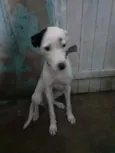 Vida