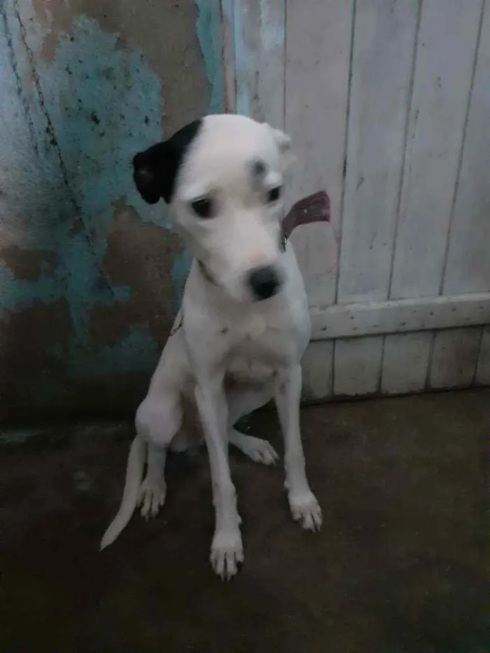 Cachorro raça Sem raça definida idade 1 ano nome Vida